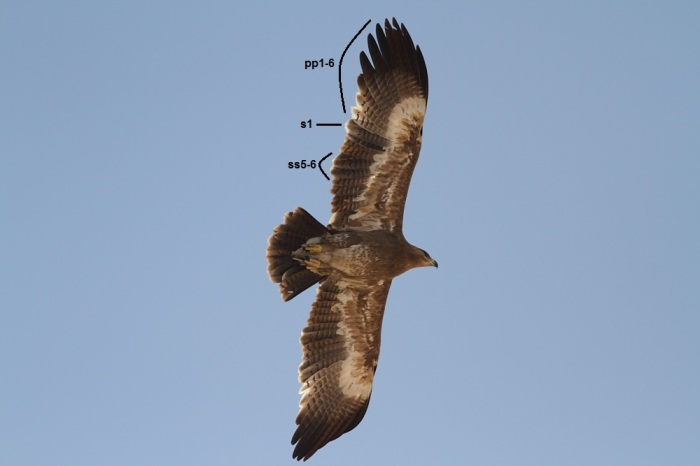 Aquila nipalensis 7 (1).jpg