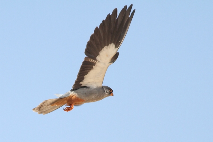 falco-amurensis